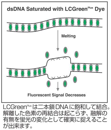 HRM解析専用蛍光試薬